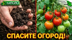❌ ВЫ ТРАВИТЕ СВОЮ ЗЕМЛЮ! Прекратите лить это в грядки. Осенняя обработка почвы без химии