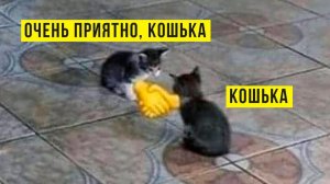 ЗДРАСЬТЕ, Я КОШЬКА!)) Приколы с котами