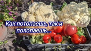 Собрала последние помидорчики, начинаю убирать в теплице, капуста шикарная выросла