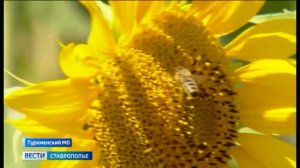 Чем полезен подсолнечный мед и как правильно выбрать настоящий