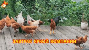 Яркие молодки завтракают на рассвете, а белый петух следит за порядком (5)