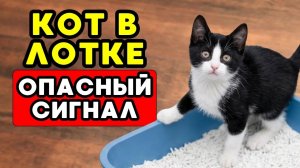 Если ваш кот делает ЭТО в лотке — будьте осторожны!