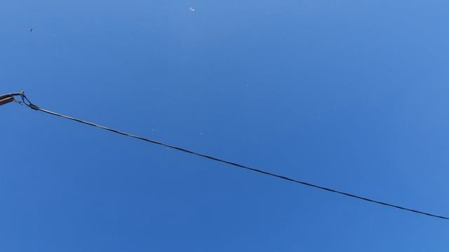 16.08.26 г. Андижанская порода голубей (2)