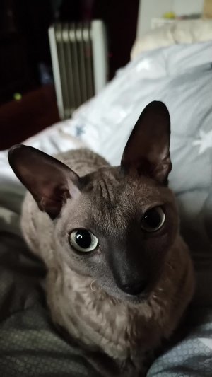 мой котик