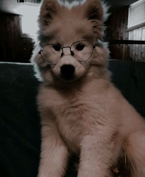 гуляю с Свити🐶❤🤎