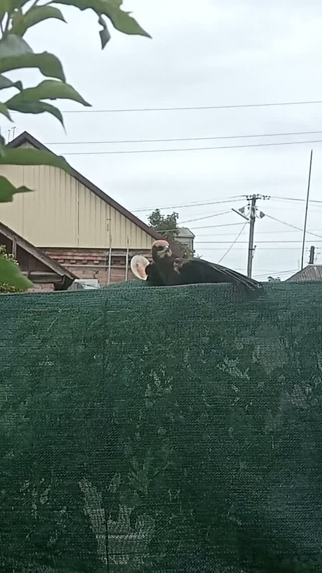 Прилетел на завтрак. Доброе утро.