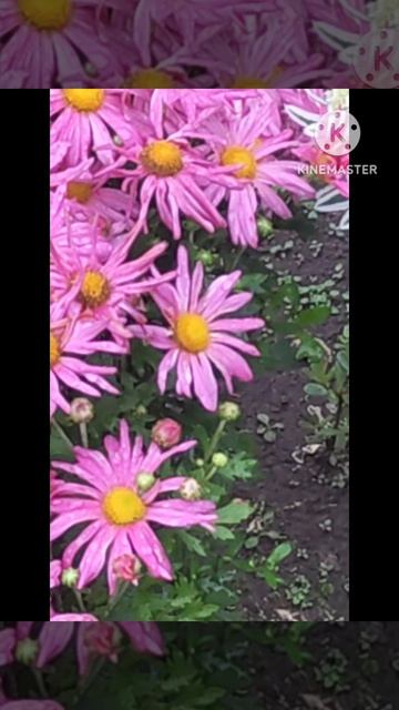 Дачные цветы ☘️💃🦋🥀☘️