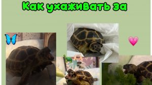 Как ухаживать за сухопутной черепахой
