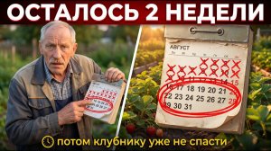 НЕ ТРОГАЙТЕ клубнику в АВГУСТЕ, пока не посмотрите это! 5 ошибок, после которых ягоды мельчают