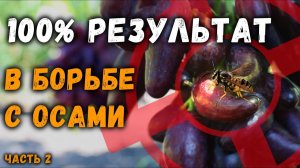 100 Результат в борьбе с осами! часть 2 (23.08.2020) Видеоблог Давида Алверцяна