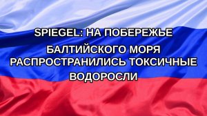 |Н. РФ| Spiegel: на побережье Балтийского моря распространились токсичные водоросли