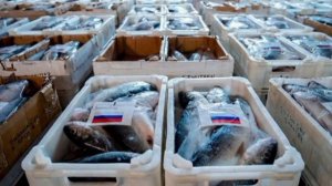 Россия значительно нарастила поставки рыбы в ЕС. 

В июне 2026-го они выросли в 1,7 раза и достигли