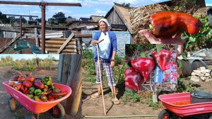 В огород со шваброй. Перец 🌶 Что посадила и что выросло.