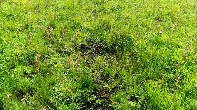 приехали на наше тыквенное поле и забрали веники на кормушки косулям