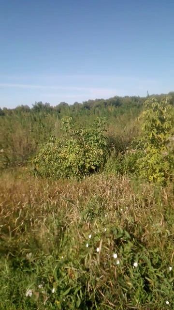 Село залесово Алтайский край вот так борятся наркоманами с канаплей