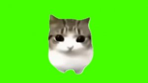 Фунтаж котик