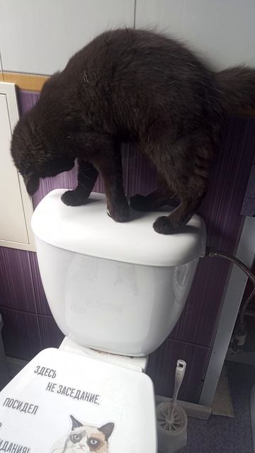 Кошечка