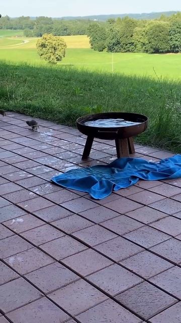 Video_15391755799155