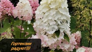 Гортензии радуют. Целый день идёт дождик. Делать нечего(((15-08-2026