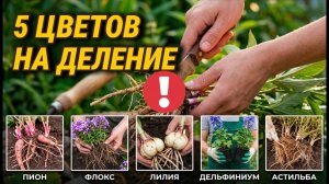 Поделите эти 5 цветов в АВГУСТЕ, иначе весной кусты сгниют!