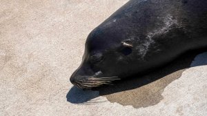 Юноше грозит тюрьма за драку с морским львом