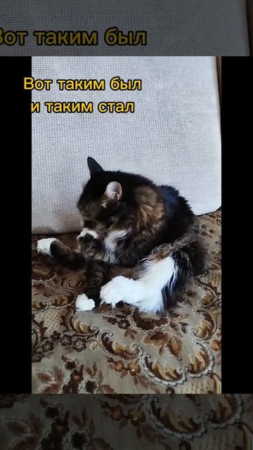 Каким был наш Тиша