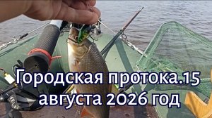 Городская протока. 15 августа 2026 год