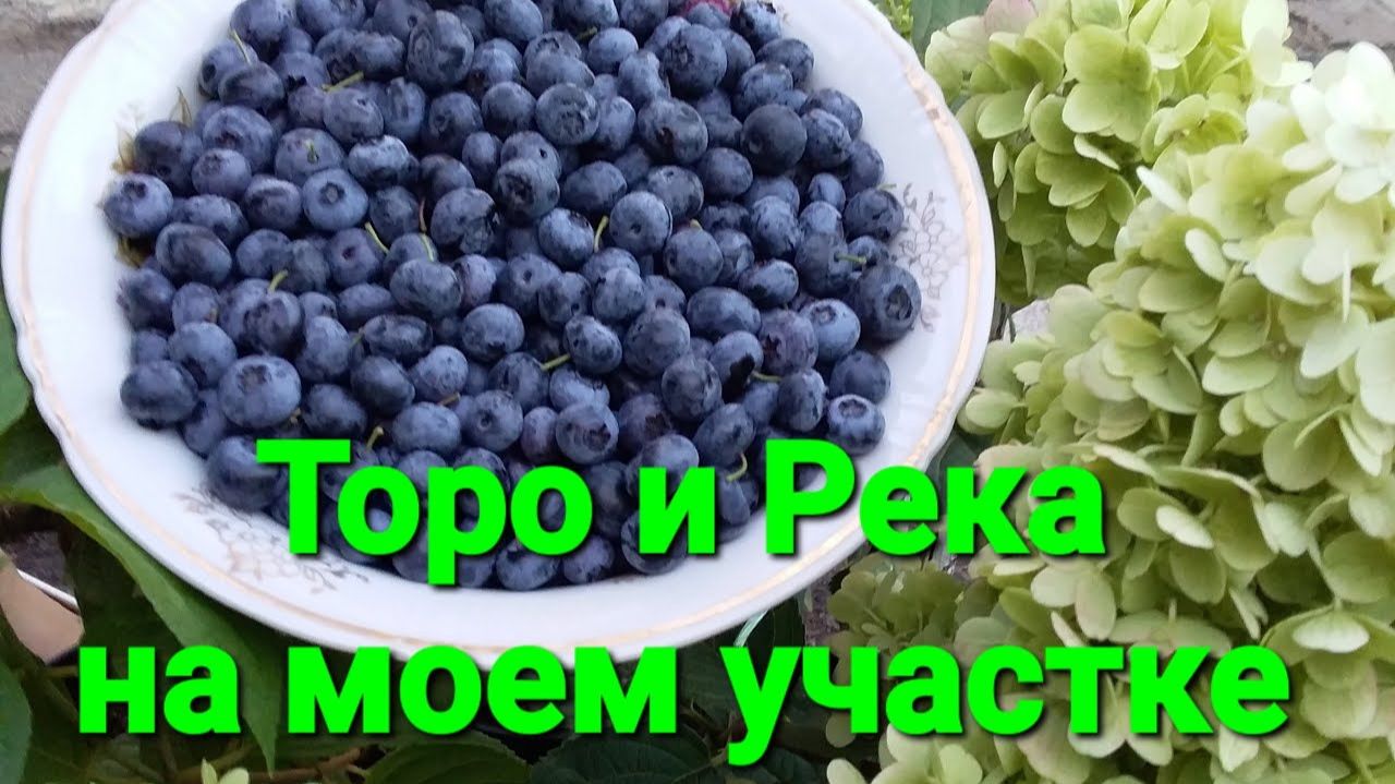 Голубика Торо и Река. Оценка сортов