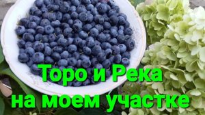 Голубика Торо и Река. Оценка сортов