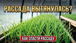 Что делать, если рассада тянется вверх.