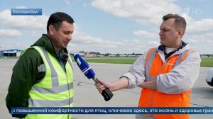 Птицы на аэродроме: орнитолог раскрыл, как спасает самолеты от пернатых.