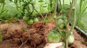 Обзор томатов 🍅 Скворец, Косово, Польская слива т. Сварло и другие