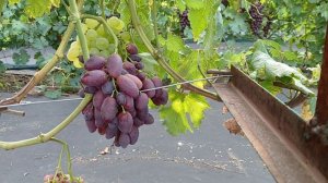 Рамзес и другие.ПишитеТелеграмм,Ватсап 89891221951