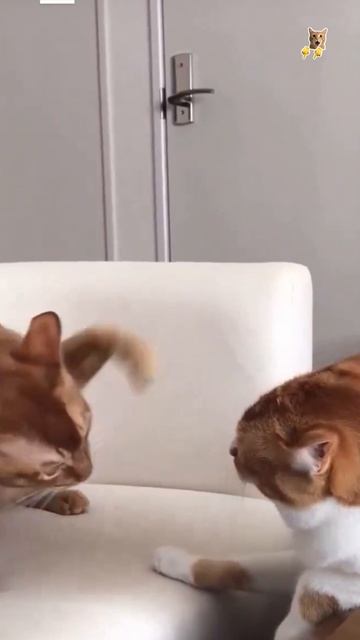 Бои без правил!😻Веселые котики. Коты хулиганы! Невероятные трюки! #кот #хулиган #трюк #смех #short