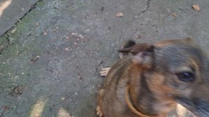 Вкусно,мама, дай еще.🐶🤣🐶