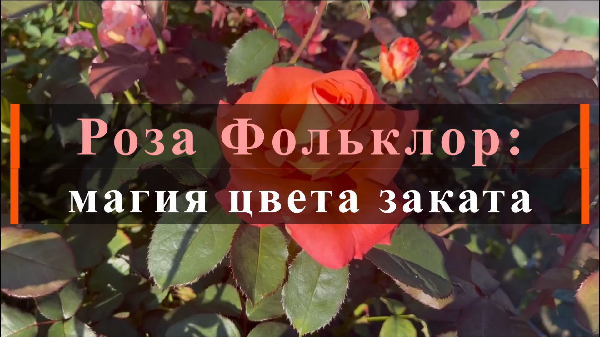 Роза Фольклор: магия цвета заката