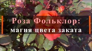 Роза Фольклор: магия цвета заката