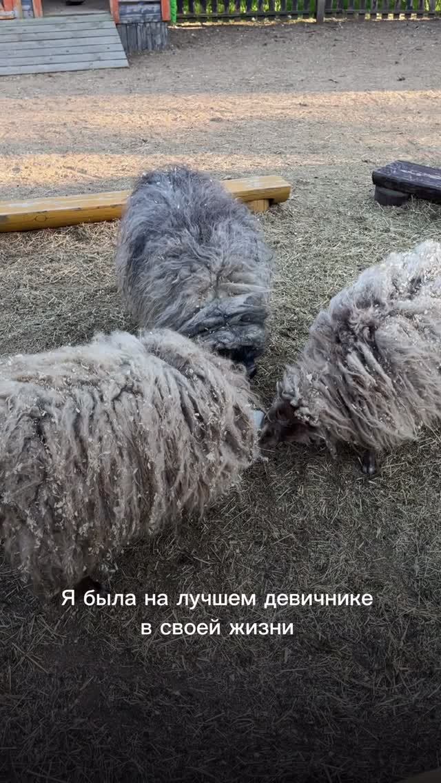 Лучший девичник в моей жизни