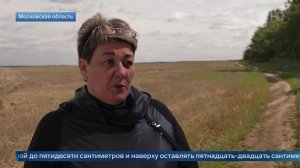 Агроном назвала лучший способ избавиться от кротов на участке.