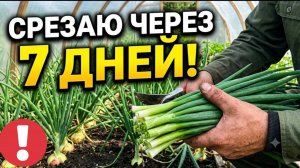 Секретная посадка лука на зелень: Сочный пучок РОВНО ЗА 7 ДНЕЙ!