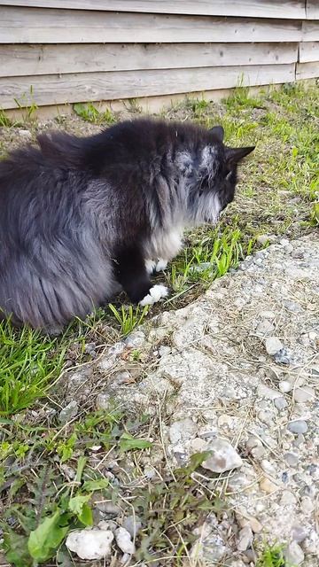 МИШКА 😻ТРАВУ 🌱🌿☘️ЖУЁТ 👍#кот#веселыекоты