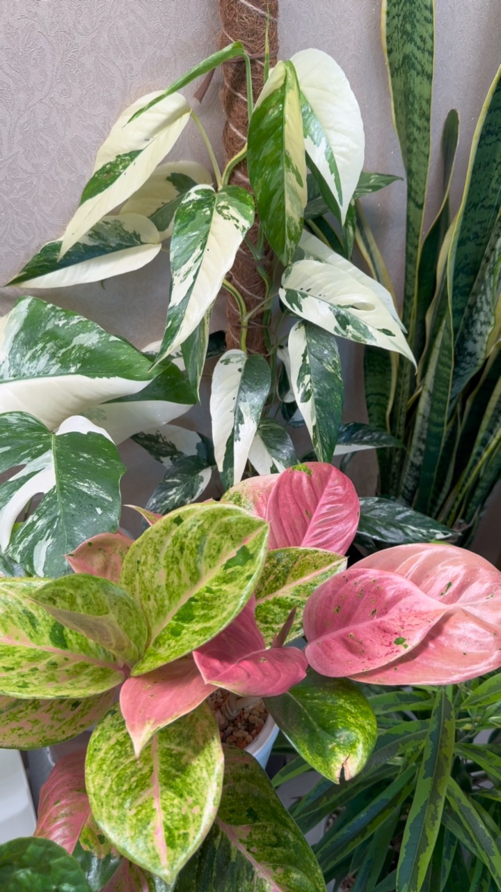 Что за прикол? #комнатныерастения #цветы #эпипремнум #plants