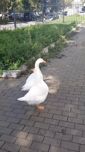 Вау! Два гуся в центре города!