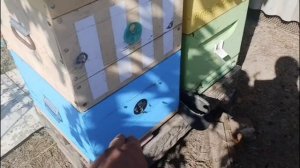 Отводок как пчелинная семья 16-08-2026.