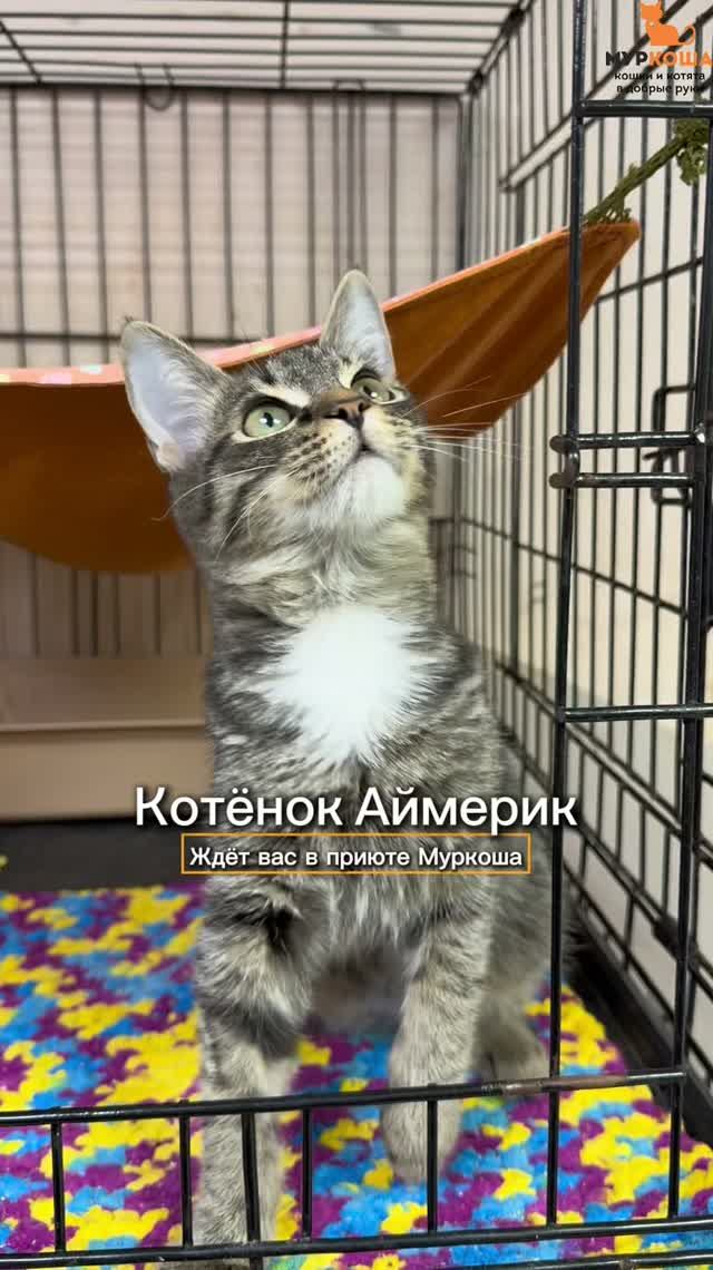 Аймерик ждёт вас в приюте #Муркоша