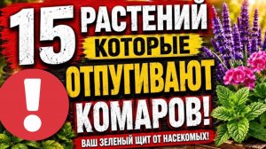 15 Растений, которые отпугивают комаров! Посади один раз и отдыхай без укусов!