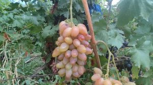 Ризамена. Очень ранний ,вкусный.Хруст. Донское Казачество