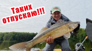ВОТ ЭТО РЫБАЛКА!!! ГАЙД ПО ЛОВЛЕ СУДАКА!!! СПИННИНГ Ronin Rush SONIC INSURGENT 14-50ГР.