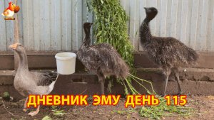 Дневник страусят Эму день 115