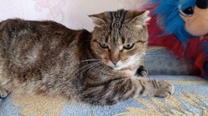 Тося кошечка